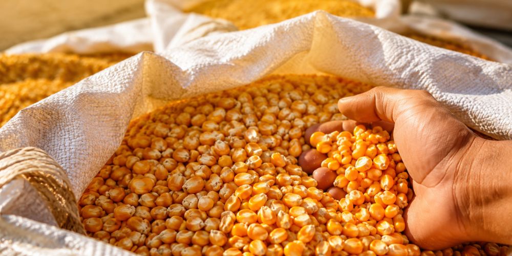 dryer jagung adalah